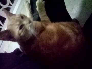 家の前に猫がいた