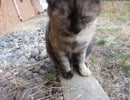 うとうと…眠気と闘う野良猫