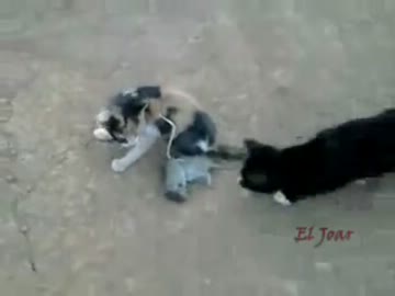 子猫と子猫のネズミの取り合いが面白いと話題