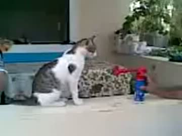 猫のビックリ集