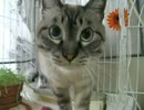 元野良猫ジャンくん、部屋にも馴れてきたね
