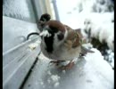 雪の日のスズメ
