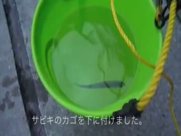アドバイスのおかげ。【4話】サビキ　X　早川港