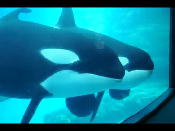 2012.03.06 名古屋港水族館シャチ親子の戯れ