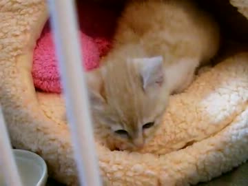 猫と初めての対面２(2012/1/31) #2