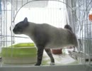 ジャンくんの生活はUstで放送中