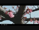 春に一番近い街 歌ってみた 【オトメガネ】
