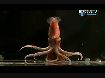 巨大生物追跡 ～巨大イカを追って～ (01 of 02)