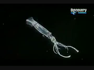 巨大生物追跡 ～巨大イカを追って～ (02 of 02)