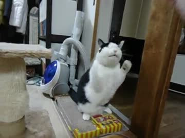 荒ぶる盲目ねこ