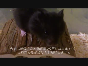 ハムスターの懐かせ方　囲炉裏編