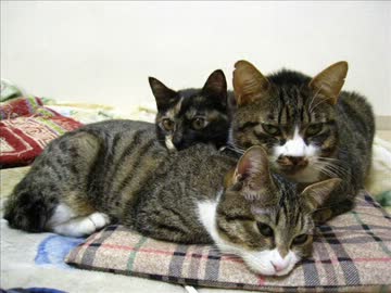 はじめての猫飼い035 ～旅立ちの日～