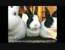 うさぎの食事風景をＦ1実況風にしてみた～モナコ～