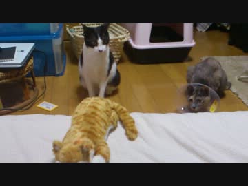 笑う猫田課長