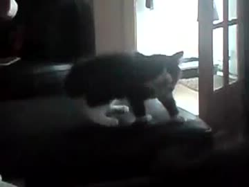 子猫が鏡に映った自分を威嚇