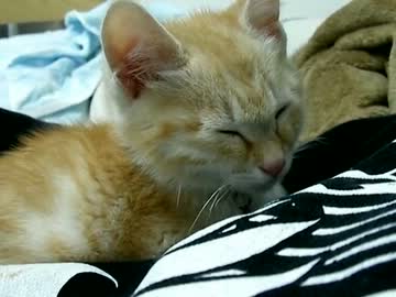 猫と初添い寝＋初爪とぎ(2012/1/31 夜) #3