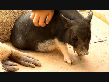 ツボを撫でられヘブン状態の仔ブタ