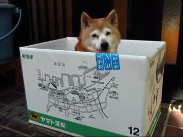 捨て犬ごっこ（１２年３月１０日）