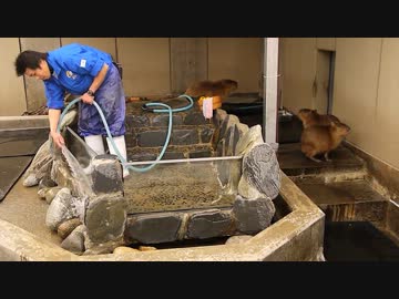 飼育員さんがカピバラ露天風呂のお湯を替えてくれます