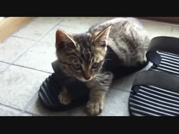 サンダルに嵌って抜け出せない子猫
