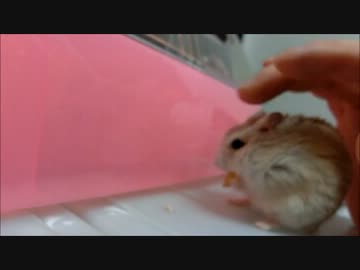 【ハム日記】 こだわり 【チョコの１日】