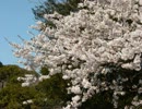 千本桜歌ってみた【ICレコーダー一発録り】