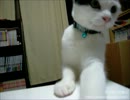 夜な夜な猫集会 テーブルでおもちゃをちょいちょいする猫達