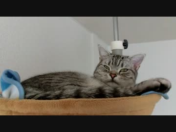 猫の寝起きドッキリ