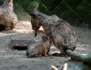 平川動物公園　レッサーパンダ