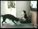 動物ハプニング集