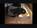 黒猫の撮影は難しい