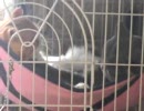 同居猫　金＆ぶー　「ふたりでモミモミ」