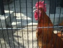 Cock-a-doodle-doo
