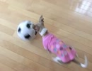 【めざせ】サッカー犬への道【ブラジル】
