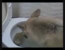 My dog knows to throw up in the toilet_xvid.avi