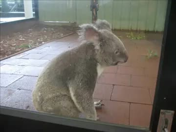 コアラ、脱走を謀る