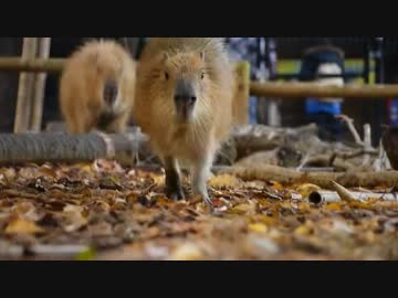 カピバラの動きにカメラが追いつけない