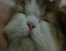 アンバー通信Vol.0066　最後ににんまりする猫