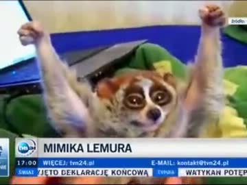 ポーランドTVN24に出演していたスローロリスくん.kgb