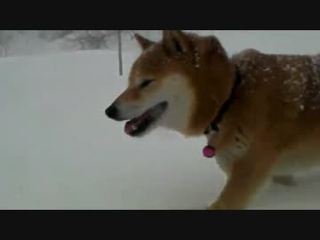 柴犬とスノートレッキング
