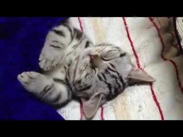 子猫なのにおっさん？