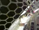 【映すの忘れた】自転車乗って釣り行くpart5【自転車】