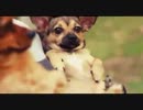動物愛護団体がガチでブチ切れたスケボー動画