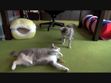 モアレとクリエ 「またたび祭り」