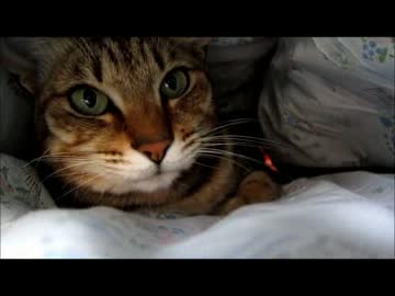 干した布団は気持ちいい