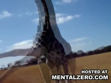 猛獣に蹴り殺される女性