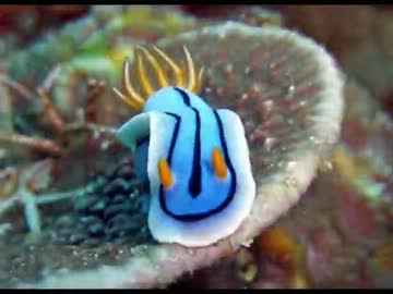 【海の宝石】色んなウミウシを集めてみた【癒し】