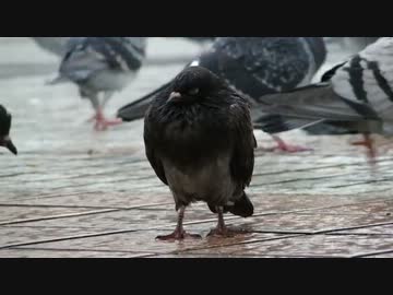 なんとなく撮ってみた「雨の日の鳩」