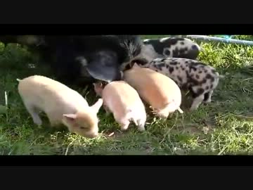 子ブタちゃん達かわいいな～と思ってたら……母ちゃんﾋﾄﾞｽｗｗｗ