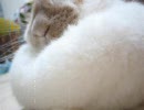 もふもふにくすい